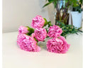 Pink carnation