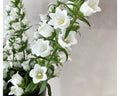 Campanula