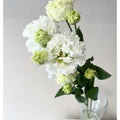 Eustoma Alissa