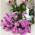 Limonium (kėrmekas)