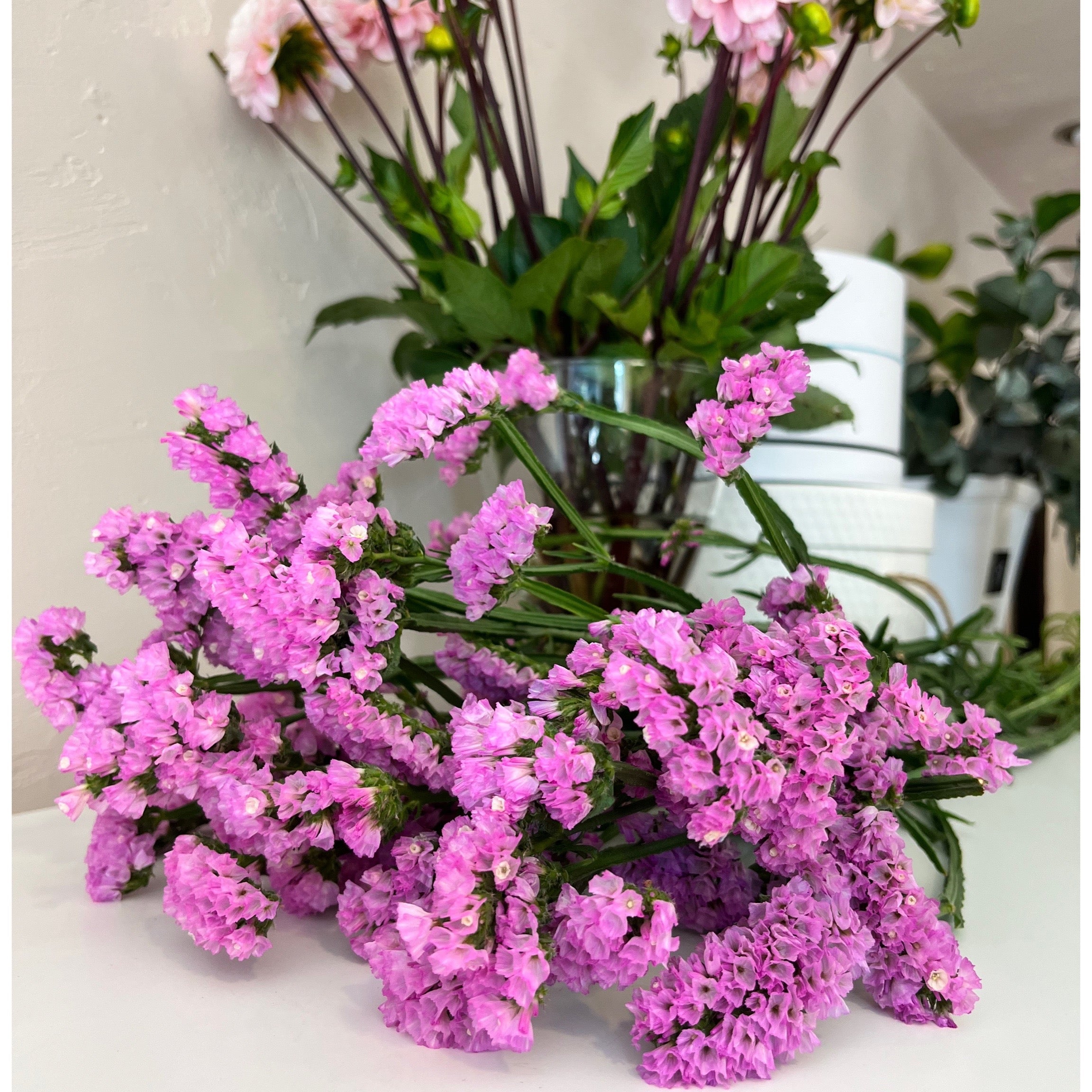 Limonium (kėrmekas)