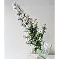 Aster