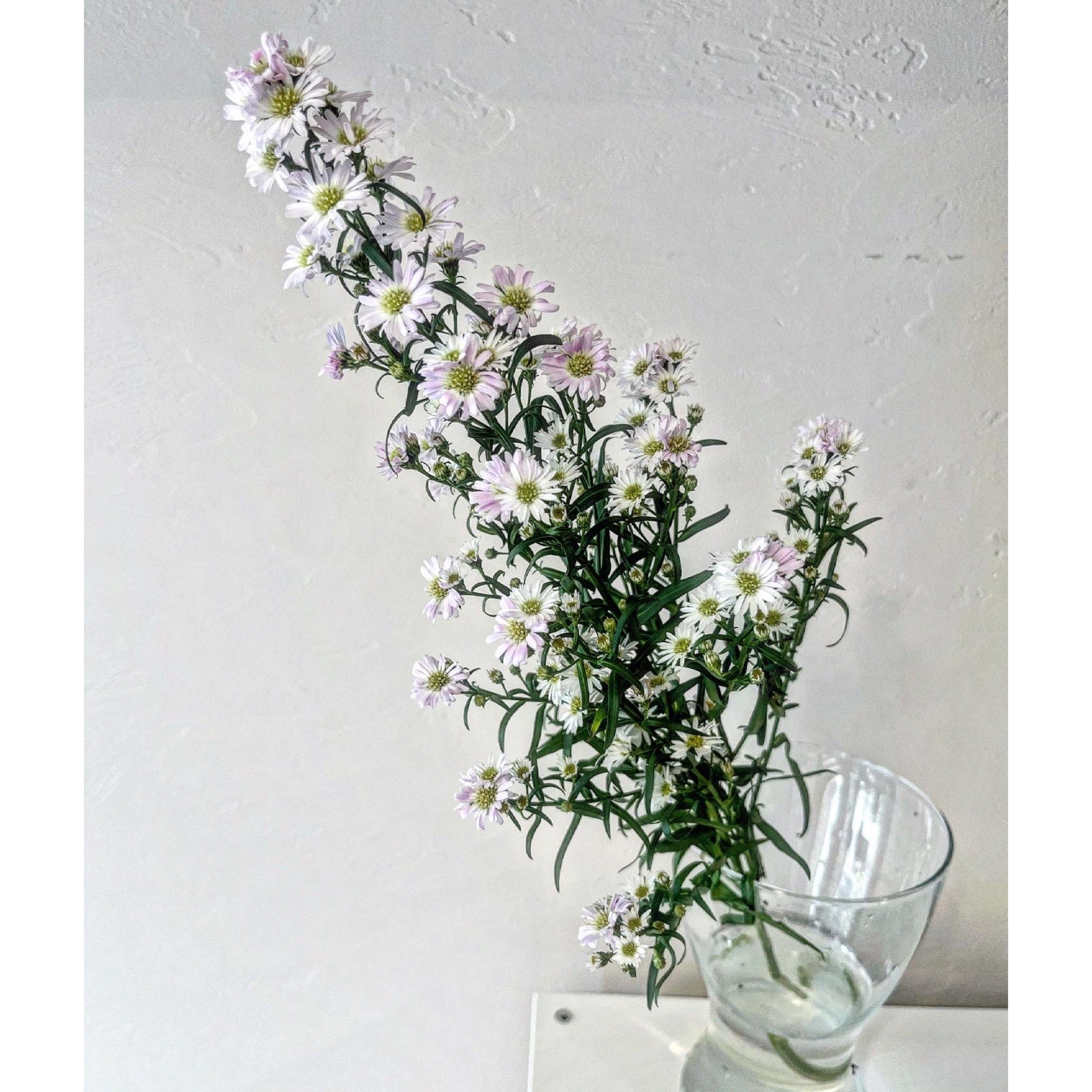 Aster