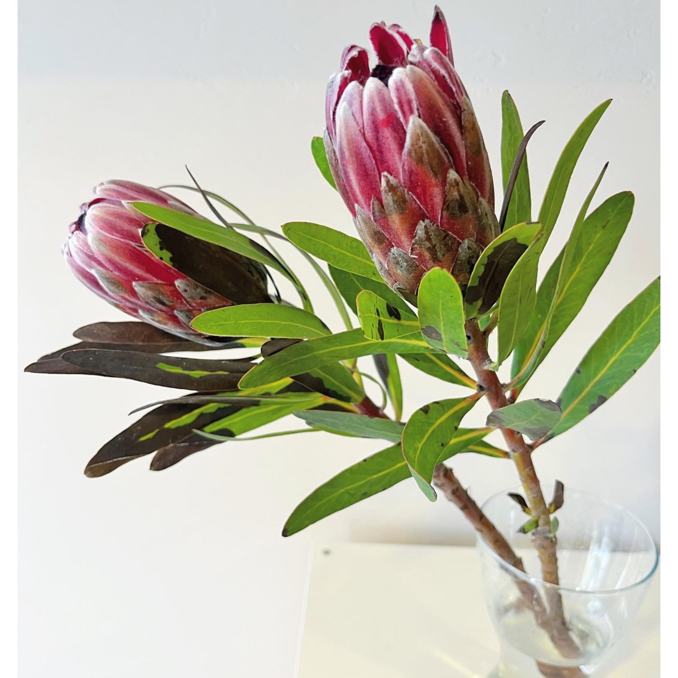 Protea Brenda