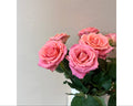 Pink rose Hermosa