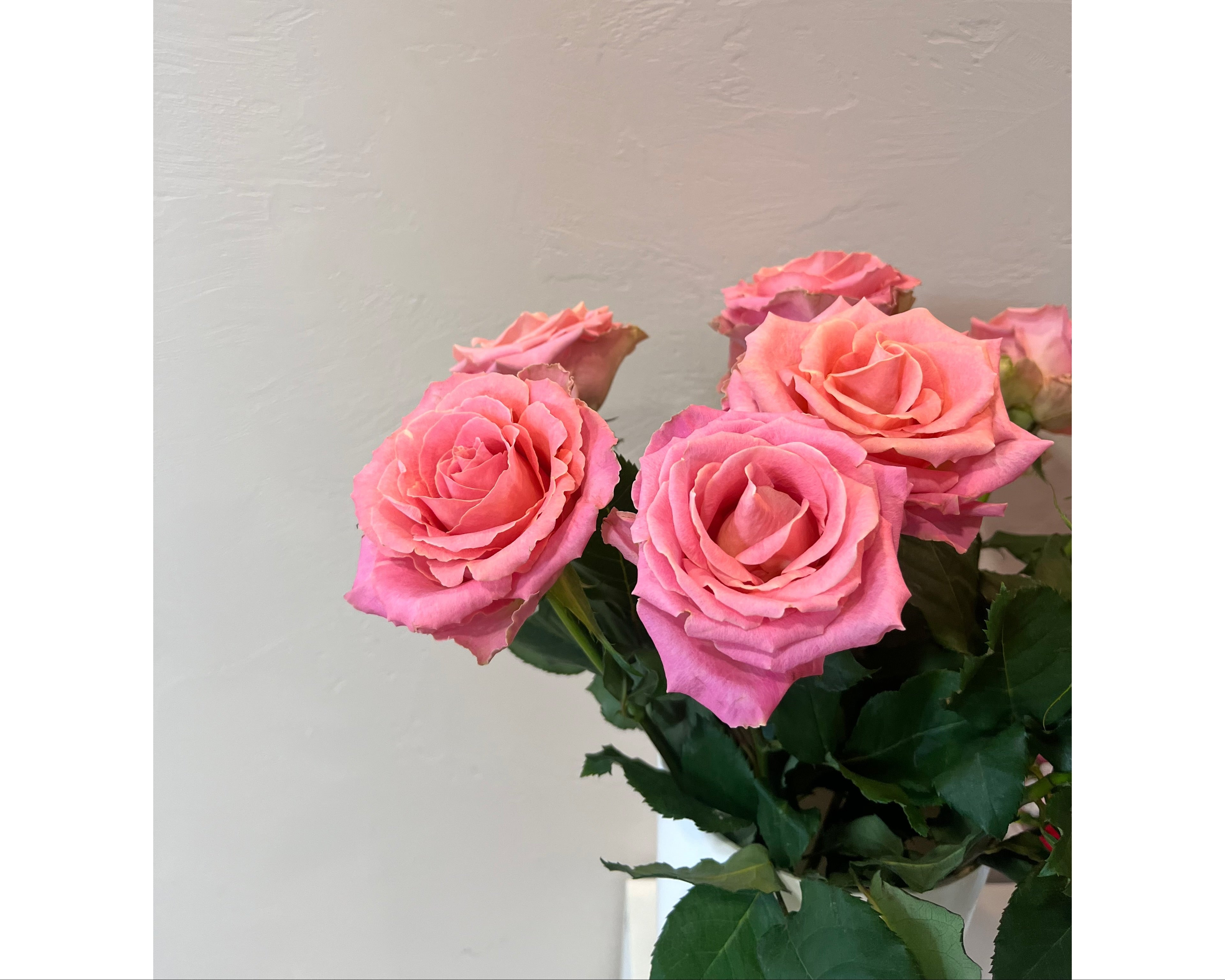 Pink rose Hermosa