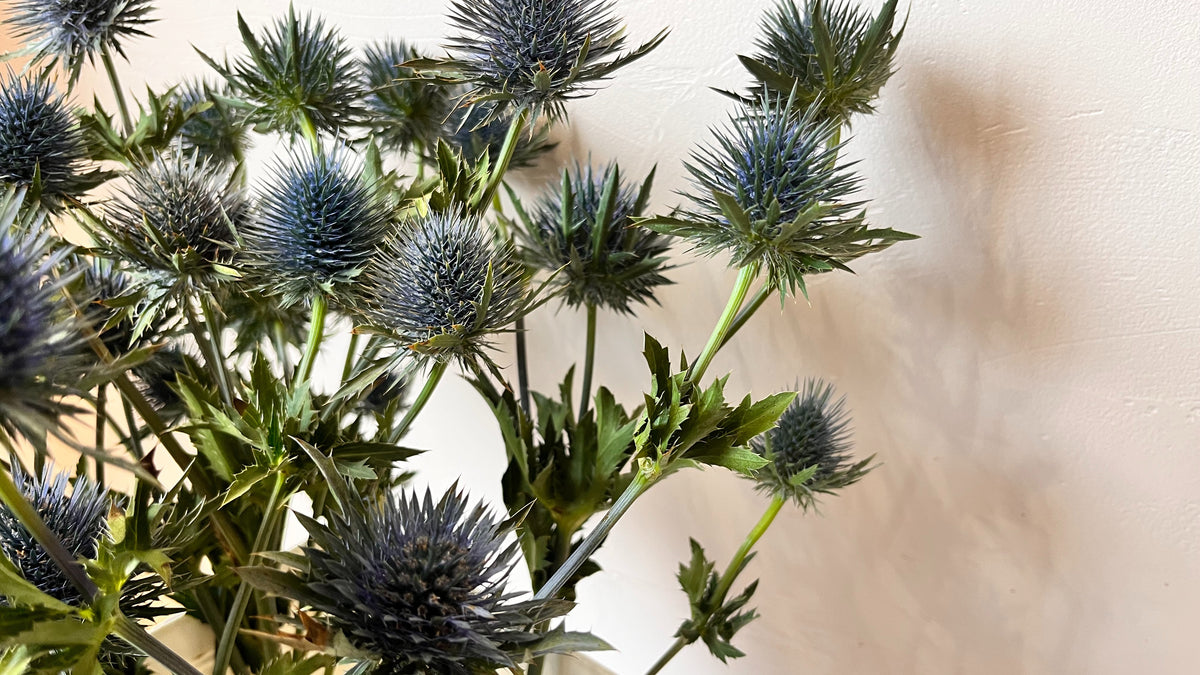 Eryngium