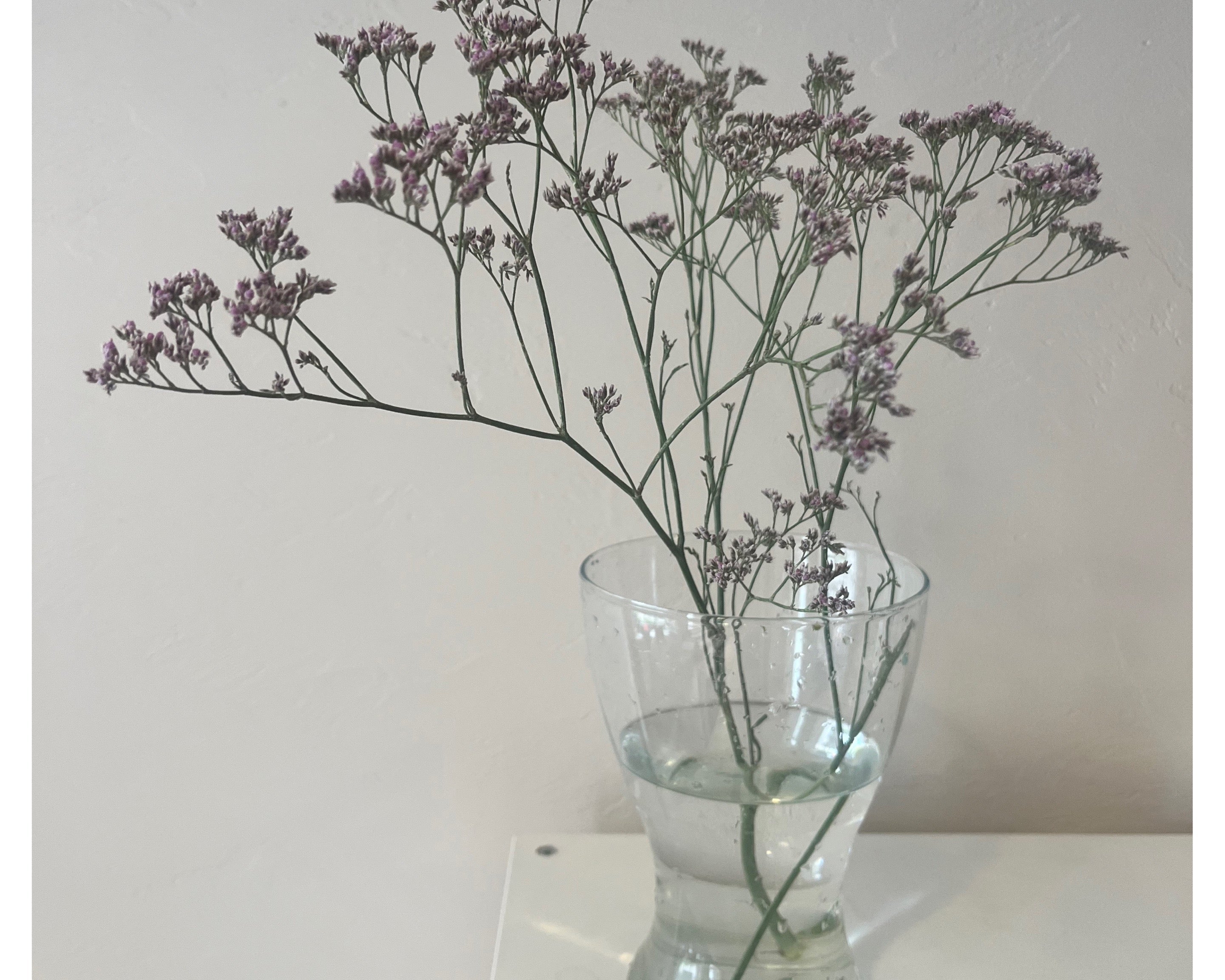 Limoniumas (smulkus)