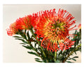 Leucospermum