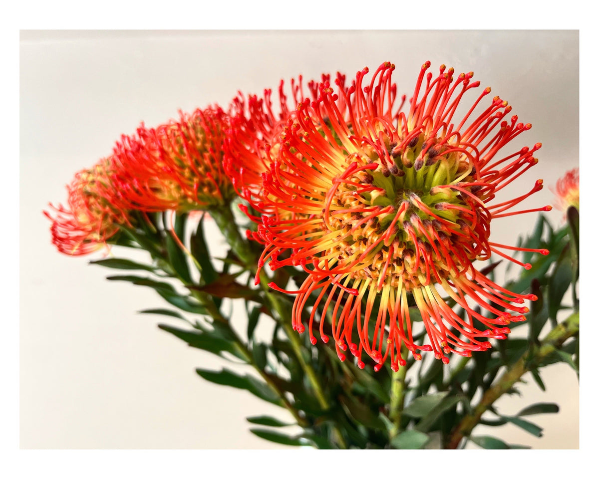 Leucospermum