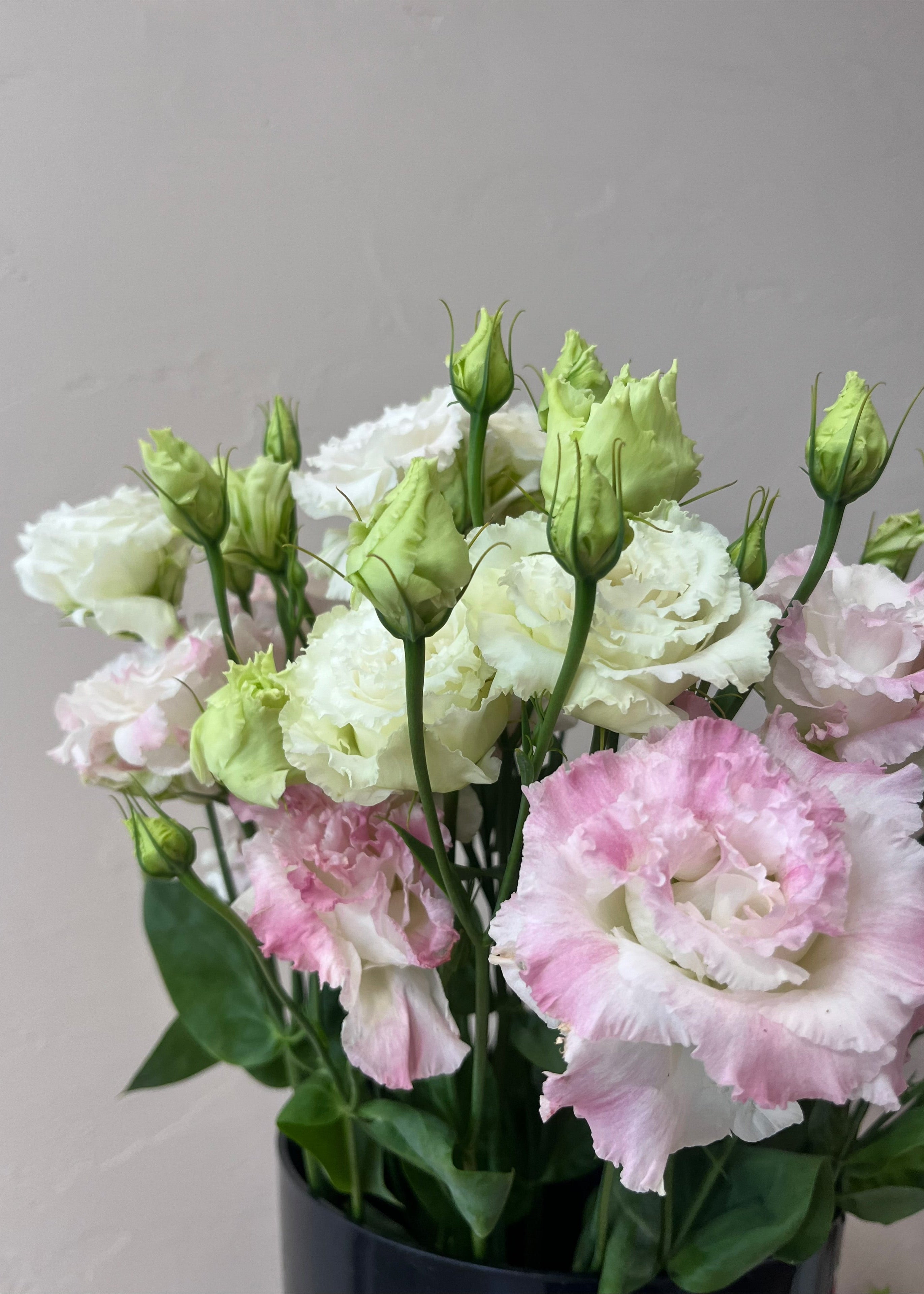 Eustoma “First Love”