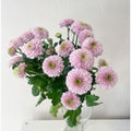Chrizantema Elisson sweet