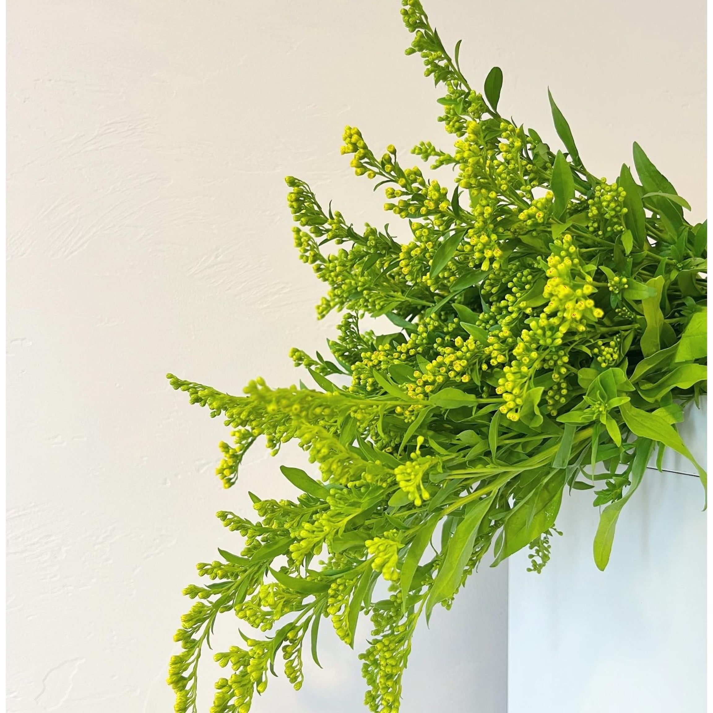 Solidago