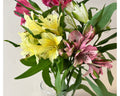 Alstroemeria