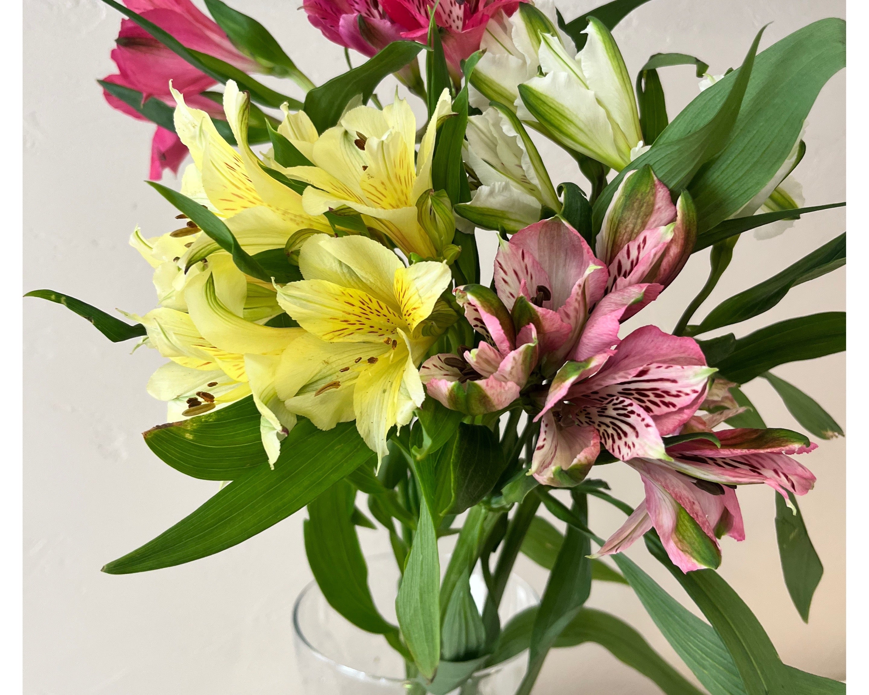 Alstroemeria