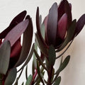 Leucadendron   Safari Sunset